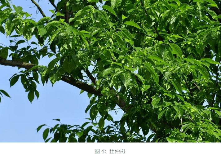 国内首创！中国生物基橡胶研究第一梯队是如何炼成的？